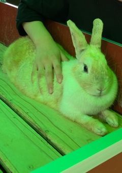 ほのぼの。  〜非現実的を添えて