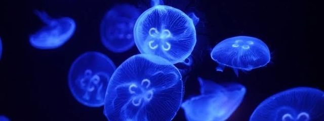 有栖 初華〜🎲🤍💜🐇〜さんの壁紙画像