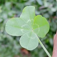 楓さんのアイコン画像