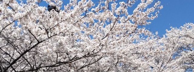 りん桜@進路関連で無期限無浮上になってますさんの壁紙画像