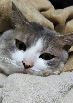 癒し猫写真提供所