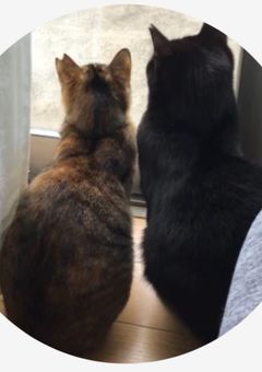 可愛い猫ちゃんの良い一日( ´ ▽ ` )