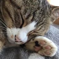 ちー。@FA描く人さんのアイコン画像