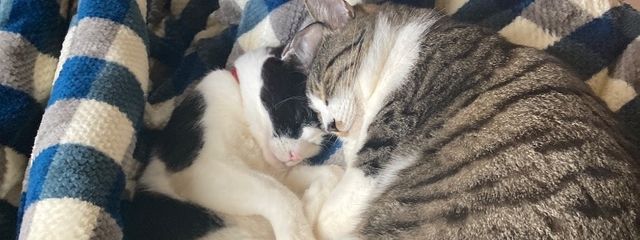 さえさんの壁紙画像