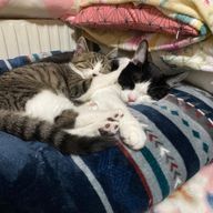 さえさんのアイコン画像