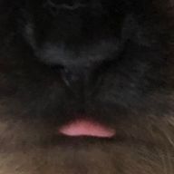 Isla🦎🟡さんのアイコン画像