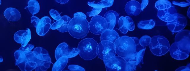 # ぴ  .さんの壁紙画像