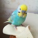 お茶目な貴族