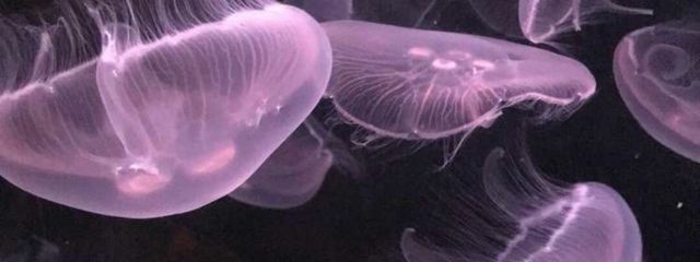 inNさんの壁紙画像