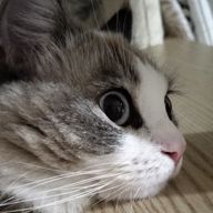 K.K@ちょくちょく更新していきますさんのアイコン画像