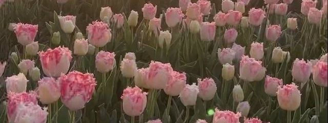 蘭 々 🌷🐱@低浮さんの壁紙画像