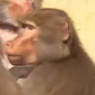 ゆきまるさんのアイコン画像