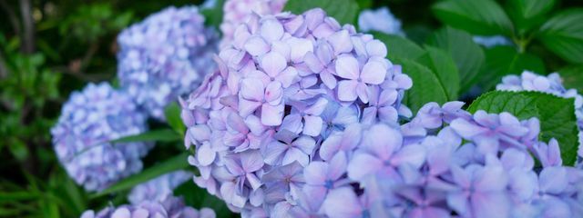  乍句 / さんの壁紙画像