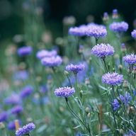  乍句 / さんのアイコン画像