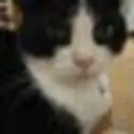 つけものさんのアイコン画像