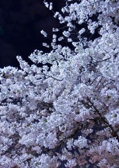 夢ならいいのに