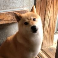 ころすけさんのアイコン画像