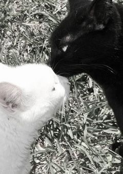 猫には飼い主が必要です