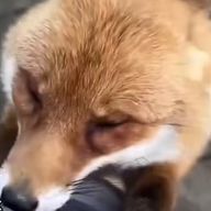 ひまじん🦊🏐さんのアイコン画像