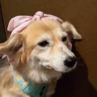 めいPさんのアイコン画像