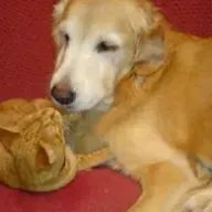 くんくんさんのアイコン画像