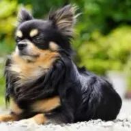 犬🐶好き悠理さんのアイコン画像
