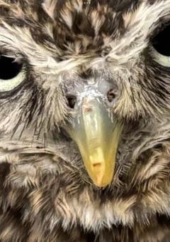 あなたの子でテンプレやらせてクレメンス‼︎‼︎