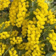 ユリ🐈‍⬛🥀さんのアイコン画像