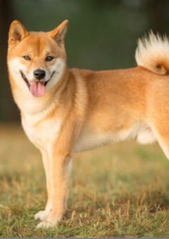 死んで起きたら犬に転生しました【伊達工業高校Ver.】