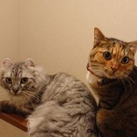 なるちゃだと思うさんのアイコン画像