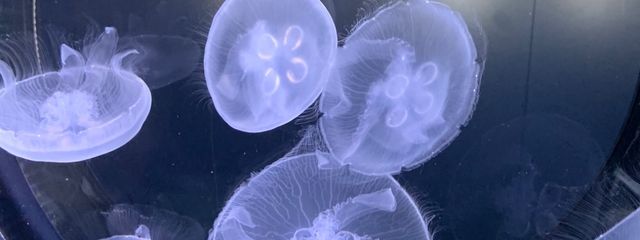 　Sさんの壁紙画像