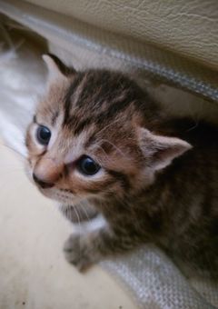 サンデーのイラスト倉庫