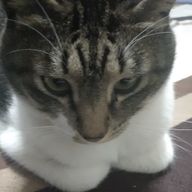 小心者さんのアイコン画像