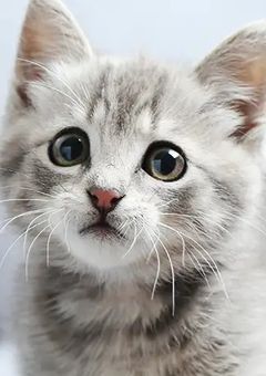 猫ちゃん愛爆発！