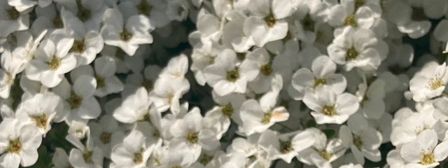 Manokaさんの壁紙画像