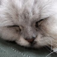 ちゃみらさんのアイコン画像