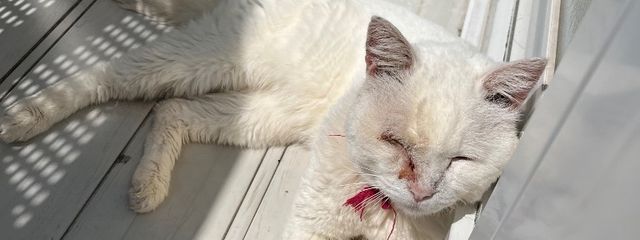 遥加さんの壁紙画像