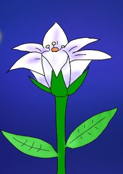 虹の国〜謎に包まれた国