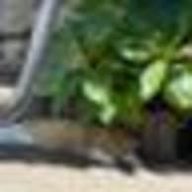 kyonkurryさんのアイコン画像