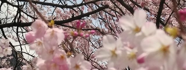 まやさんの壁紙画像