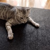 ねこやで。さんのアイコン画像