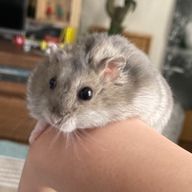 空丸さんのアイコン画像