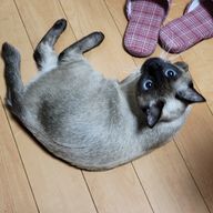 真弓さんのアイコン画像