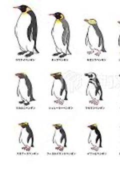 ペンギン図鑑！