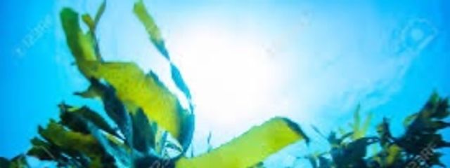 ワカメ2世@カニカマの化身さんの壁紙画像