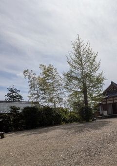 今日好きになりました。