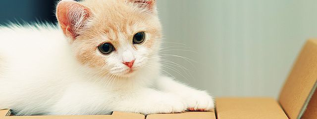 はな໒꒱· ﾟさんの壁紙画像
