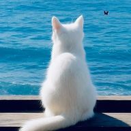 Salaさんのアイコン画像