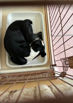 滅び行く星の光