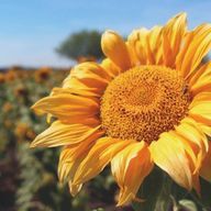 コム 活動休止中です。さんのアイコン画像